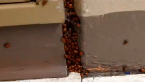 Some of the ladybugs released into a Maryland high school as a senior prank