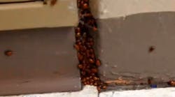 Some of the ladybugs released into a Maryland high school as a senior prank.