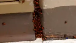Some of the ladybugs released into a Maryland high school as a senior prank