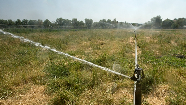 Cal Poly Pomona is exploring ways to irrigate its agricultural land more efficiently