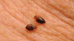 Closeup of bed bugs feeding on a person&apos;s skin.