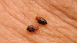 Closeup of bed bugs feeding on a persons skin Closeup of bed bugs feeding on a persons skin