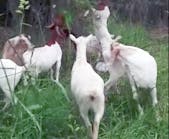 Goats like these have been hired by Western Michigan University to clear plants from campus.