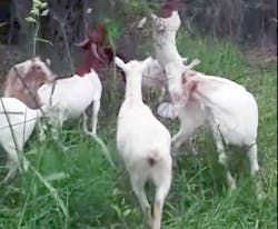 goats munching plants goats munching plants