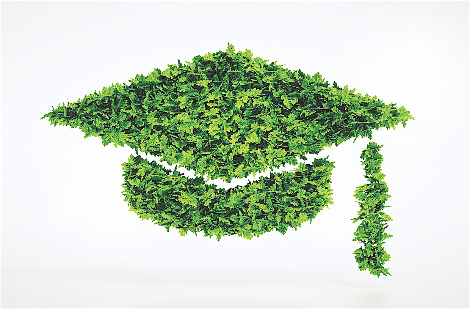 A graduation cap made of green leaves