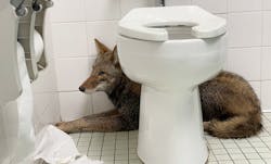 cane bay coyote cane bay coyote