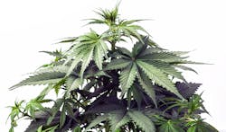 marijuana plant marijuana plant