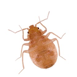 Close up of a bed bug Close up of a bed bug