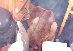 Mountain Lion 6297b1eeef2c9 Mountain Lion 6297b1eeef2c9