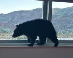 66f1f181baf5996b744e884d Aspen Bear Mountains